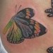 Tattoos - Colorful Butterfly Cover up - 52909